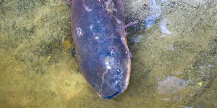 Peixes-elétricos usam eletricidade produzida para alimentação e para comunicação entre eles (Acervo dos Pesquisadores)