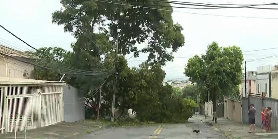 A queda da árvore atingiu pelo menos dois postes e danificou padrões de energia (Reprodução TV Globo)