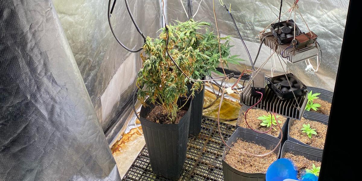 Estufa encontrada pela polícia, onde os suspeitos cultivavam maconha (Divulgação / PCMG)