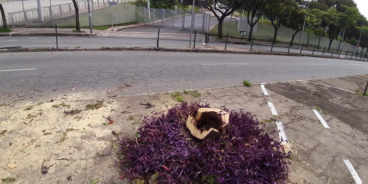 Árvores foram cortadas nessa quarta-feira, gerando série de protestos na capital (Maurício Vieira)