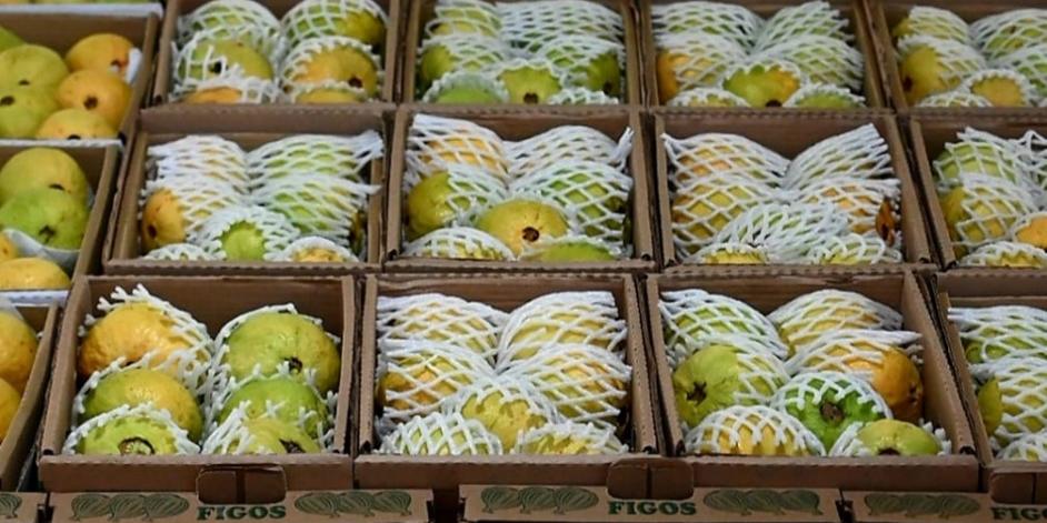 Figos e goiabas de Valinhos (Divulgação)