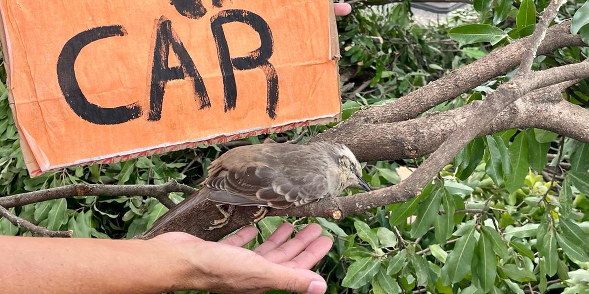 Um pássaro morreu após a queda de uma árvore (Valéria Marques/Hoje em Dia)
