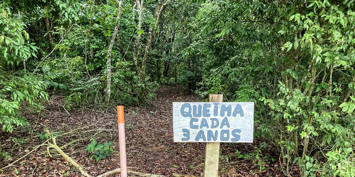Fazenda Tanguro - Laboratório de pesquisa a céu aberto - Querência- MT. (© Fabiola Sinimbu/Agência Brasil)