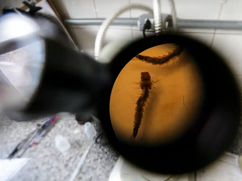 Larva do mosquito transmissor da dengue é analisada em detalhes no laboratório da vigilância ambiental (Marcelo Camargo/Agência Brasil)