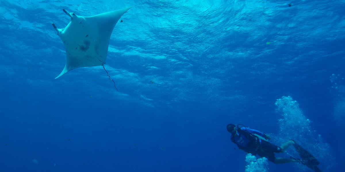 Diversos locais do Brasil oferecem experiências completas, que combinam aventura, natureza e sustentabilidade (Atlantis Divers)