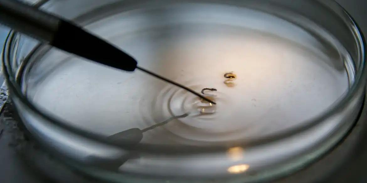 Larvas analisadas em laboratório para comprovação de que são do mosquito transmissor da dengue (Marcelo Camargo/Agência Brasil)