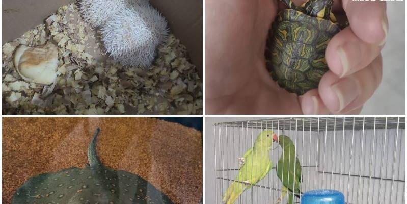 Tartaruga e hedgehogs foram encaminhados para o Ibama; os demais foram deixados sob fiel depositário até a apresentação da documentação (Divulgação / PCMG)