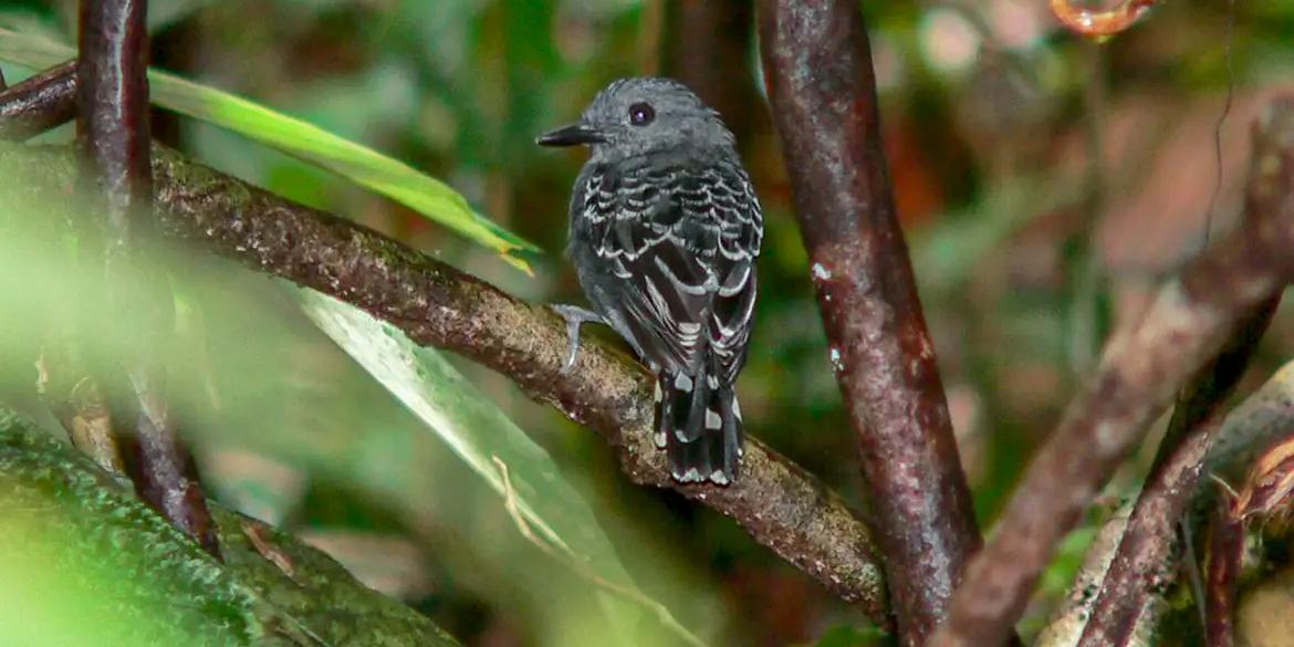 Estudo publicado na revista científica Ecology and Evolution envolveu o sequenciamento do genoma completo de nove pássaros, oito deles realizados pelos pesquisadores brasileiros e um por cientistas canadenses (Robson Czaba/ WikiAves)