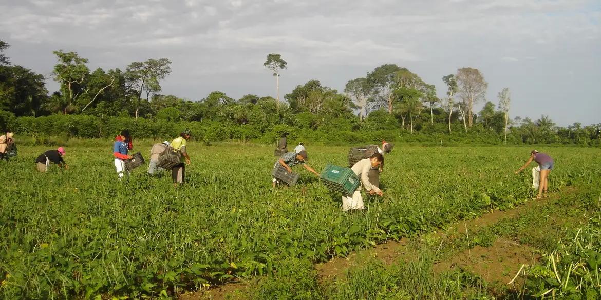 Apesar de seguir a tendência histórica, o campo apresentou em 2013 sua melhor situação desde que o levantamento começou a ser feito pelo IBGE, em 2004 (Emanuel Cavalcante/ Divulgação/ Embrapa)