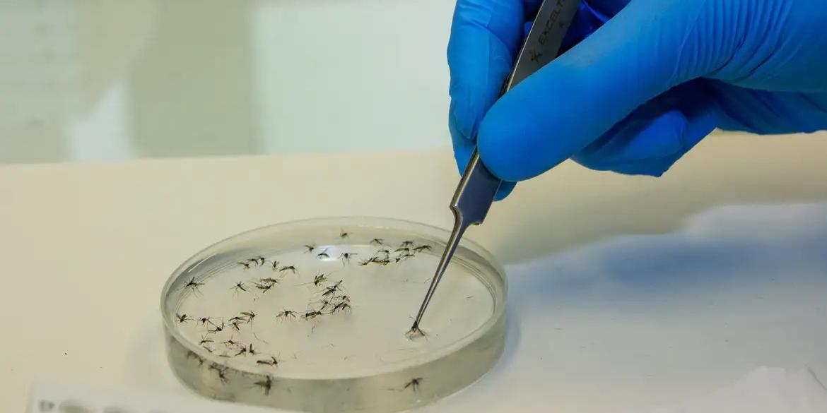 Laboratório em Niterói realiza trabalhos sobre mosquitos com a bactéria wolbachia (Flávio Carvalho/WMP Brasil/Fiocruz)