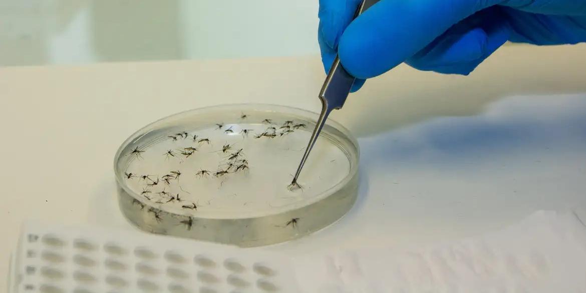  (Flávio Carvalho/WMP Brasil/Fiocruz)