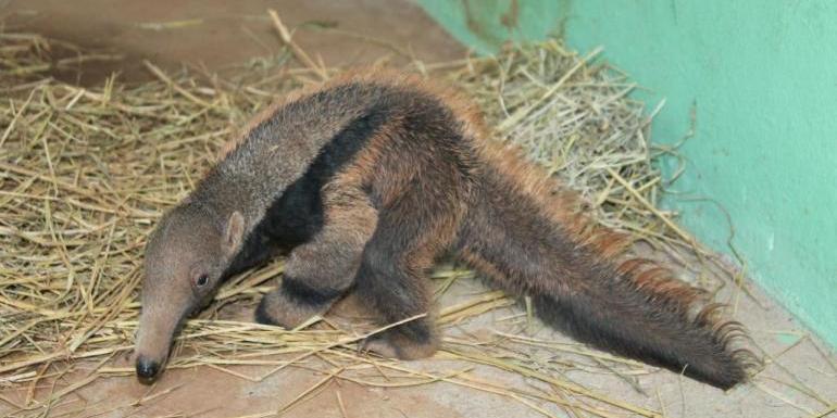 O tamanduá-bandeira é uma espécie nativa e está classificada como “vulnerável” nas Listas Vermelhas de Espécies Ameaçadas de Extinção (IUCN, 2008 e ICMBio, 2014) (Livia Ansaloni/PBH)