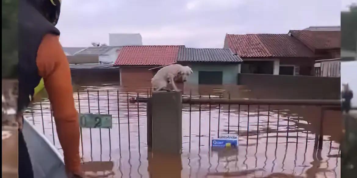 ONGs precisam de mais voluntários que abriguem cães e gatos (grupoamorempatas/Instagram)