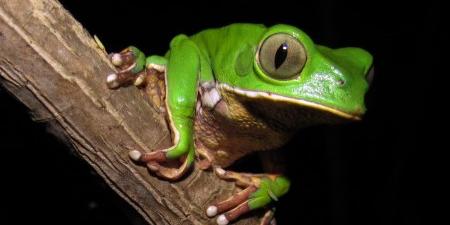 Os desafios na detecção de espécies que vivem no alto das árvores ou são ativas à noite, como a perereca-de-esmalte (Phyllomedusa burmeisteri), podem levar a lacunas de dados da história natural (Mario R. Moura/ Divulgação)