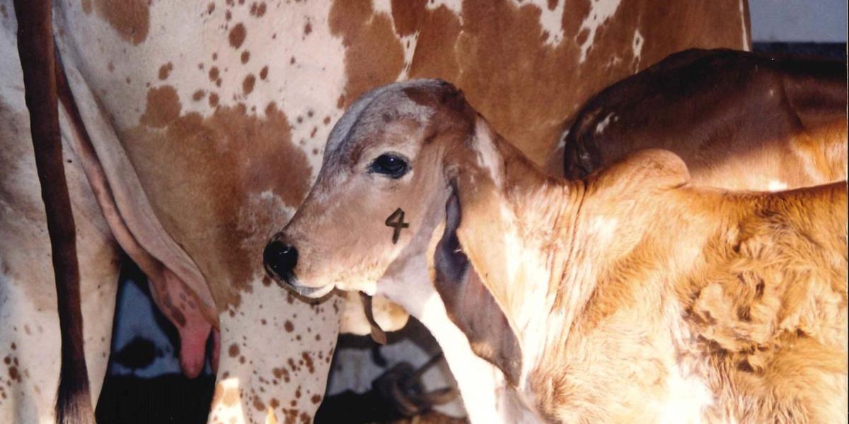 Meta é proteger 80% dos animais, mas até agora só 45% foram imunizados (IMA/ Divulgação)