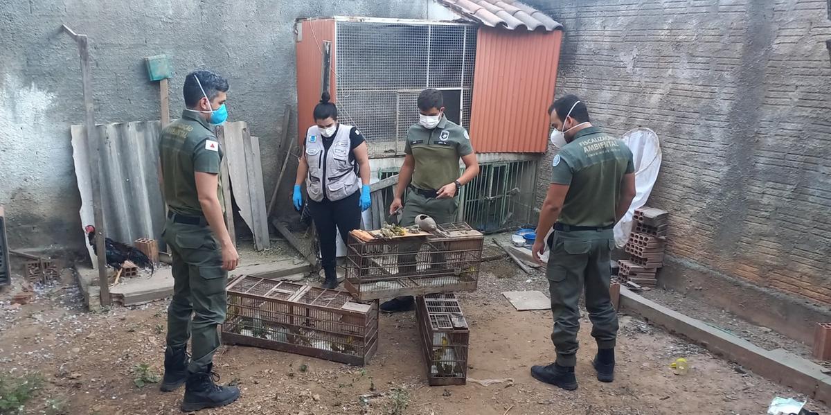 As ações foram realizadas fiscalizações em seis cidades do Norte de Minas (Robson Santos / Sisema)