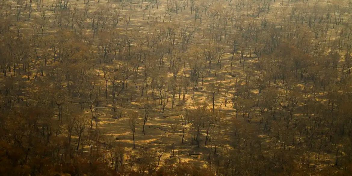 Os dados são do Instituto Nacional de Pesquisas Espaciais (Inpe) e se referem aos estados do Acre, do Amazonas, do Maranhão, de Mato Grosso, do Pará e de Rondônia (Joédson Alves/Agência Brasil)