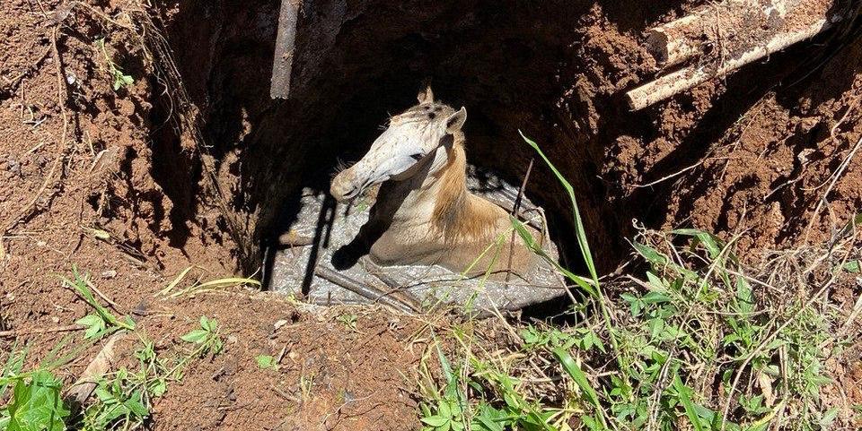 Cavalo teve que ser resgatado com apoio de maquinário equipado (Corpo de Bombeiros / Divulgação)