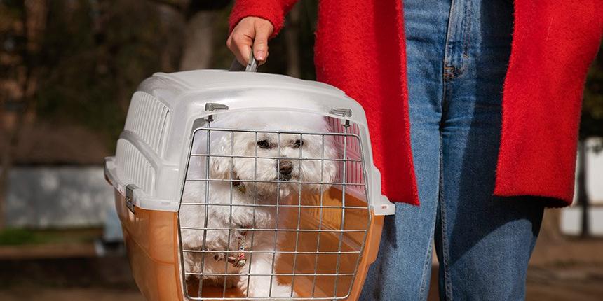 Projetos estabelecem garantia de segurança e conforto para animais, inclusive com veterinários em grandes aeroportos (Freepik / Agência Senado)