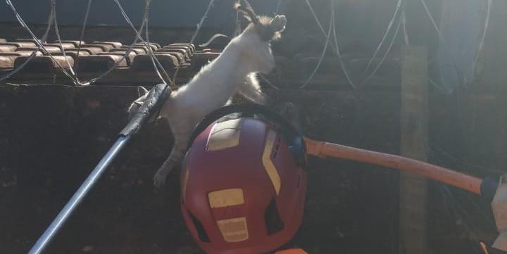 Animal estava agitado em função da situação em que se encontrava (Corpo de Bombeiros)