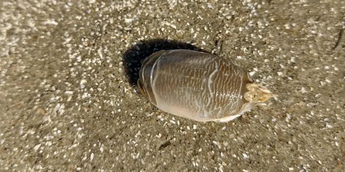 Tatuís podem ser considerados bioindicadores de qualidade das praias (Mariana Terossi/UFRGS)