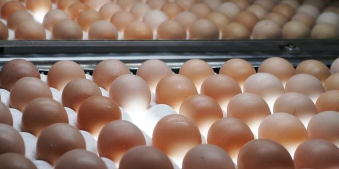 Com a nova medida, os produtores mineiros ganham mais oportunidades de negócios em nível nacional (Seapa-MG / Divulgação)
