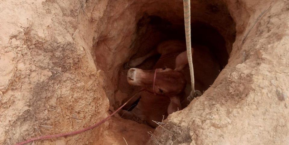 Vaca caiu em um buraco de aproximadamente 2,5 metros de profundidade, em uma área rural de Arcos (Divulgação / CBMMG)