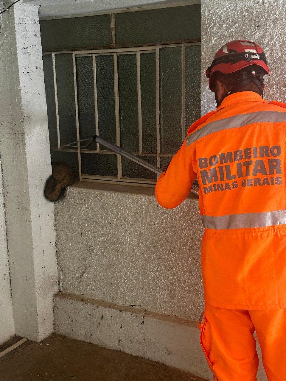 Ele foi encontrado no guarda corpo de uma casa (Corpo de Bombeiros)