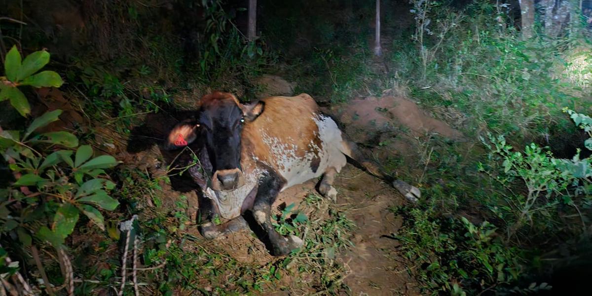 Vaca tinha caído em um barranco de aproximadamente 30 metros de profundidade (Corpo de Bombeiros)