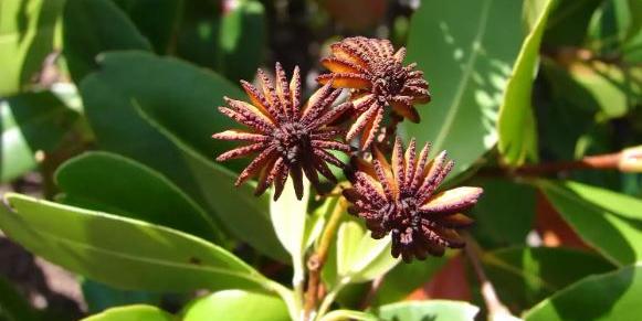 Árvore é tão rara que já foi considerada extinta no passado (Seychelles/árvore de água viva/Divulgação)