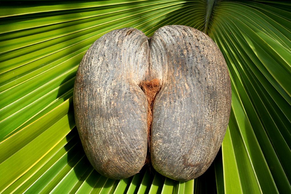 Pode chegar a pesar 20 quilos (Seychelles/Coco de Mer/Crédito Tourism Seychelles)