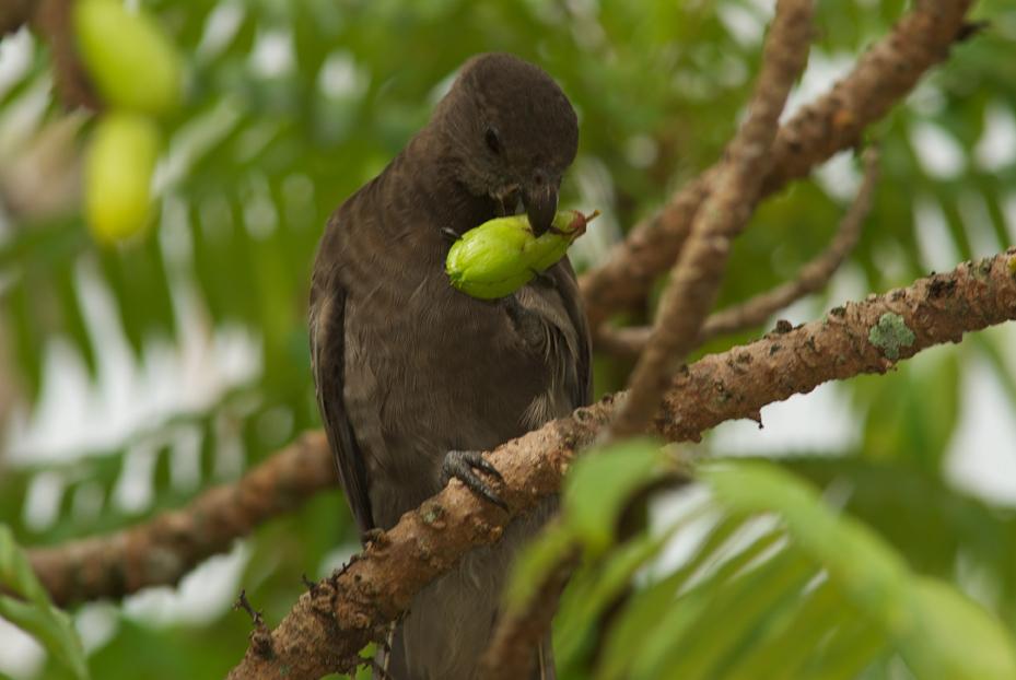 Estima-se que restam menos de 1800 aves desta espécie (Seychelles/Papagaio Preto/Crédito Raymond Sahuquet)