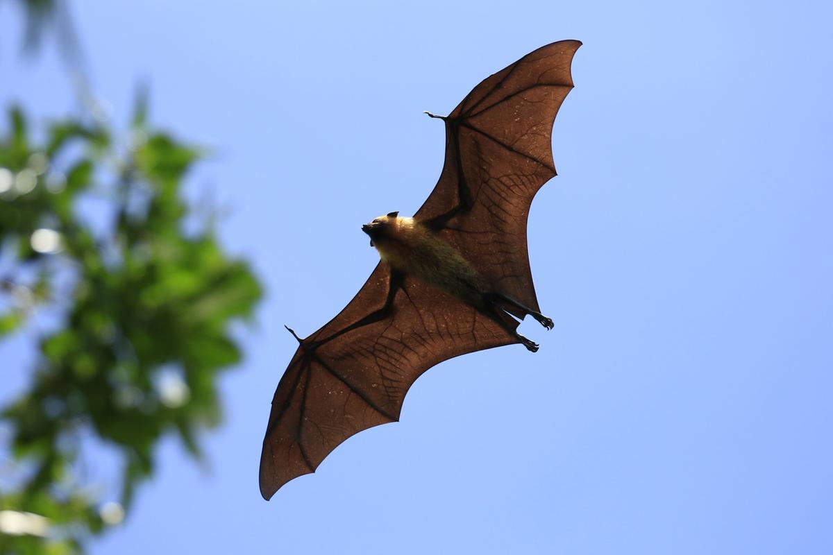 Garante o entretenimento com suas acrobacias aéreas ao anoitecer (Seychelles/Raposa Voadora/Crédito Cousine Island)