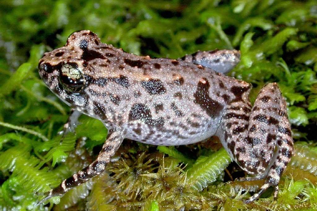 Espécie se encontra ameaçada devido à perda de habitat e à introdução de espécies invasoras (Seychelles/Sooglossus-sechellensi /Crédito Nature Seychelles)