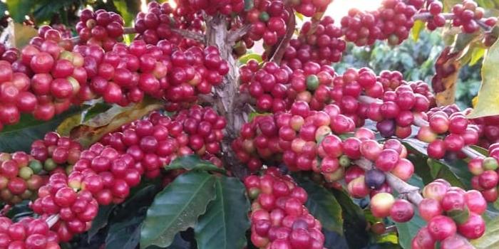 Em março, Varginha foi o principal exportador mineiro, totalizando US$ 325 milhões em vendas concentradas em café e destinadas à Alemanha e aos Estados Unidos (Epamig / Divulgação)