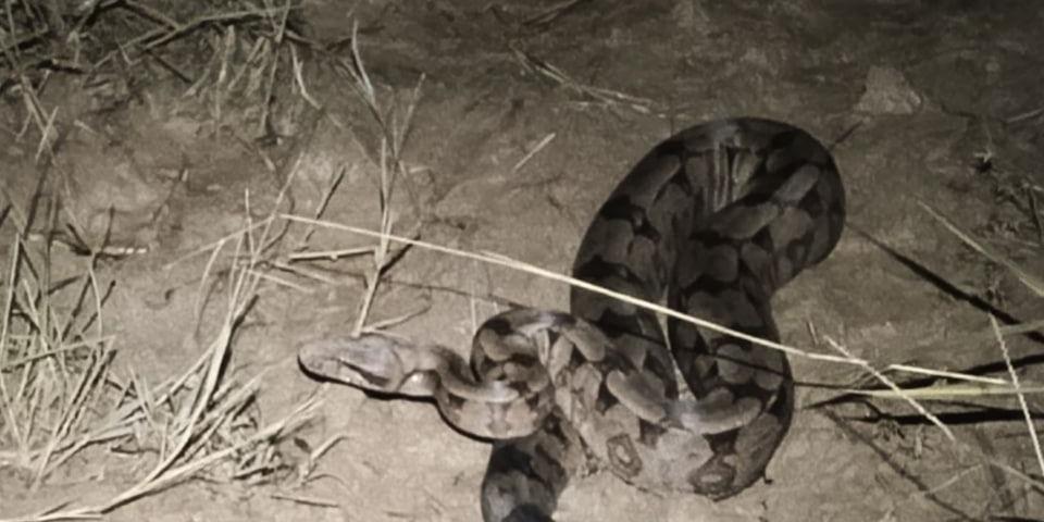 Jiboia de 1,1 metro foi encontrada em Córrego Fundo, região Centro-Oeste de Minas (Divulgação/ CBMMG)