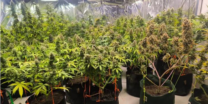 Foram apreendidas 38 mudas de substância análoga à maconha em estufa (Divulgação / PMMG)