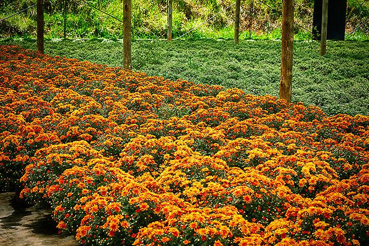 Responsável por cerca de 45% da produção de flores e plantas ornamentais do país (Ken Chu - expressão studio)