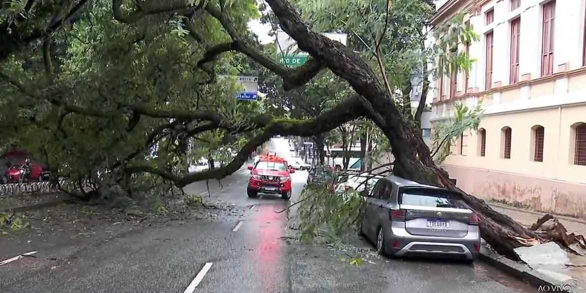 Árvore caiu em cima de um carro e interditou a avenida Getúlio Vargas, na Savassi (Reprodução/ TV Globo)