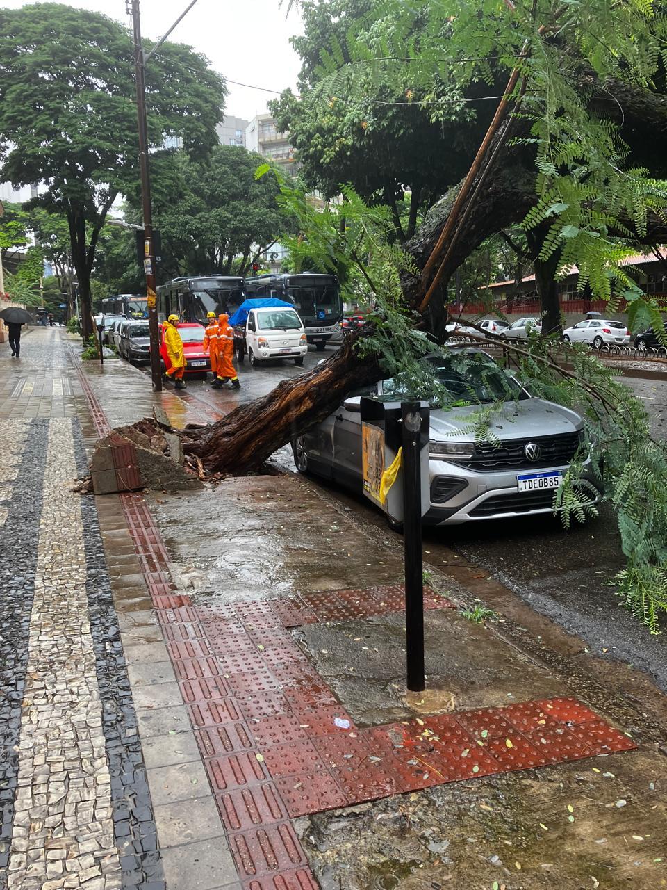 Carro foi 'esmagado' pela árvore no início da tarde desta quarta-feira (16) (Nelson Flores/ Hoje em Dia)
