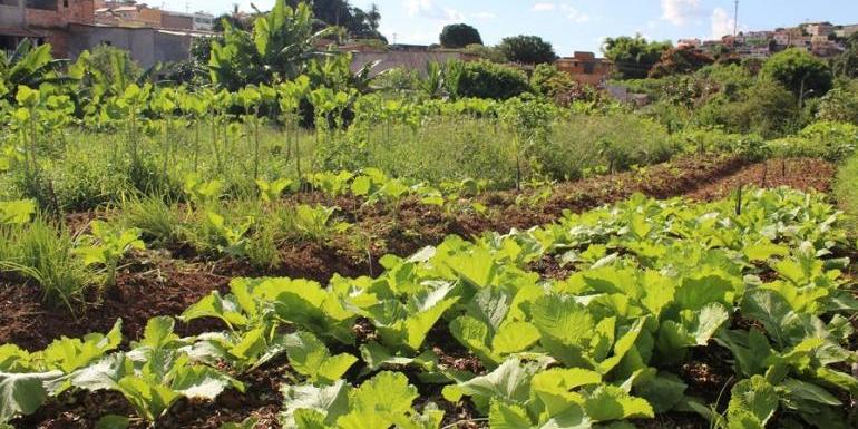 Programa consiste na cessão de terrenos públicos municipais ou áreas ociosas para a implantação dessas unidades de produção agroecológica (Divulgação/PBH)