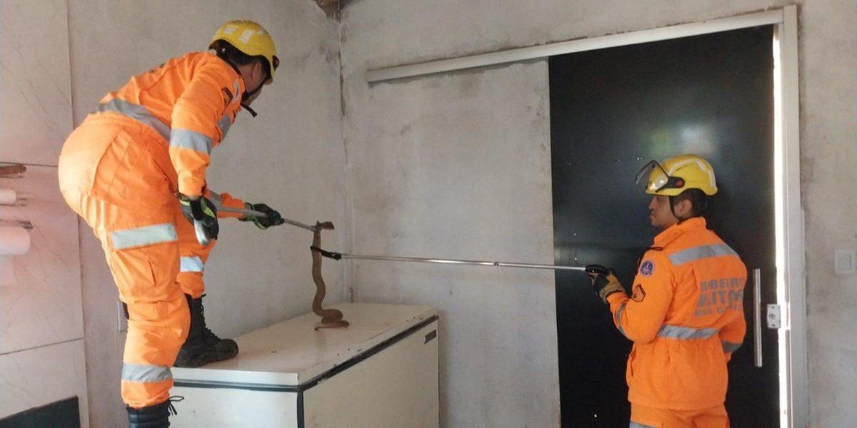 Cobras foram capturadas pelos bombeiros em Montes Claros, Norte de Minas (Divulgação/ BH)
