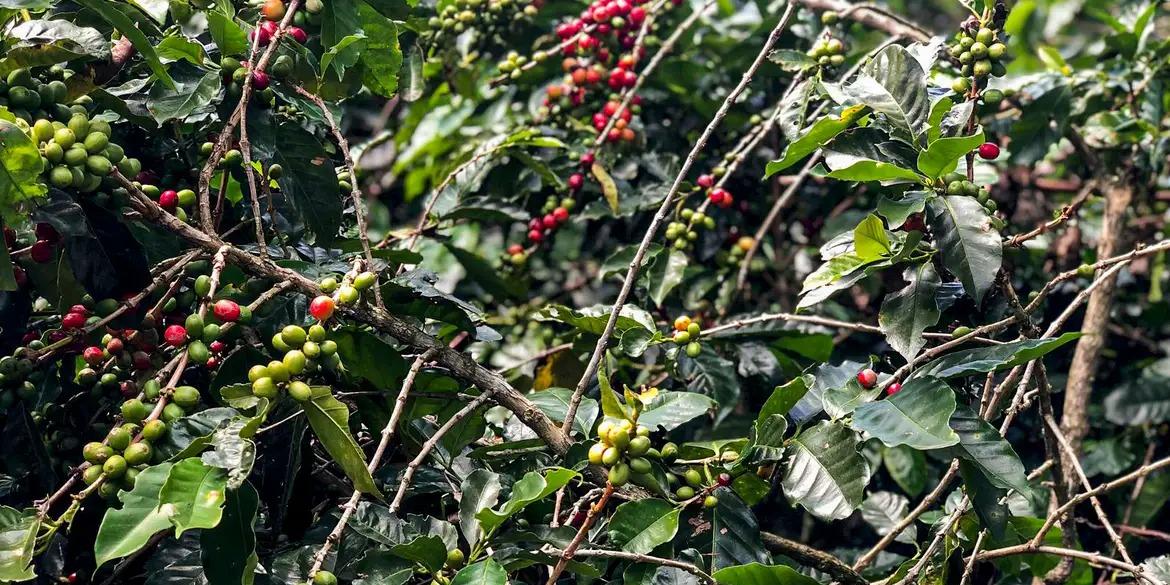 Área em produção deve registrar uma queda de 1,4%, estimada em 1,86 milhão de hectares, informou a Conab (Paula Laboissière/Agência Brasil)