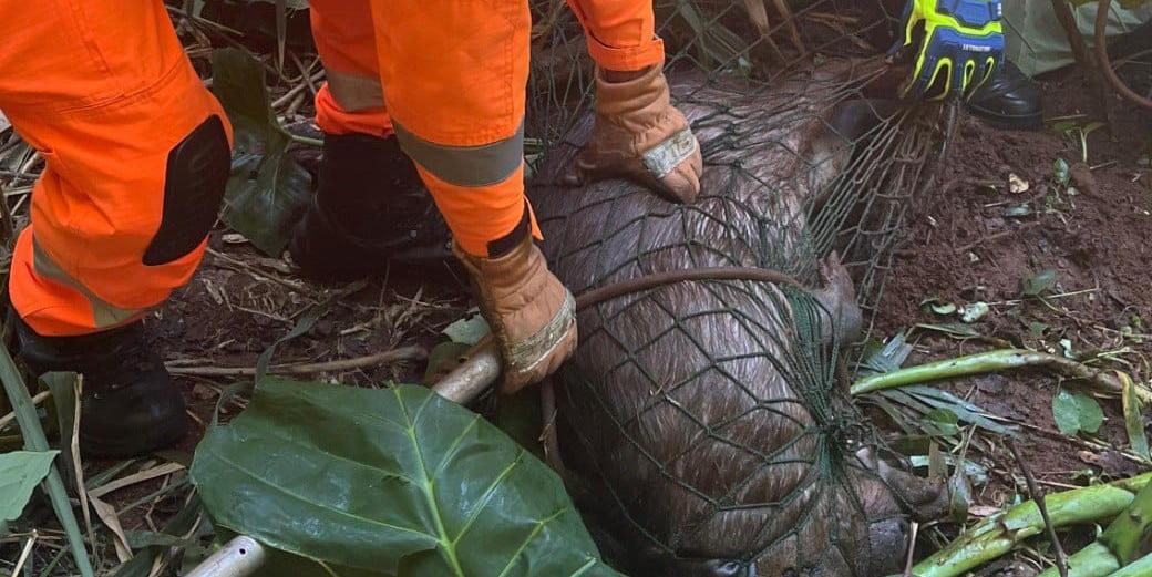 Animal foi devolvido ao seu habitat natural (Divulgação/CBMMG)