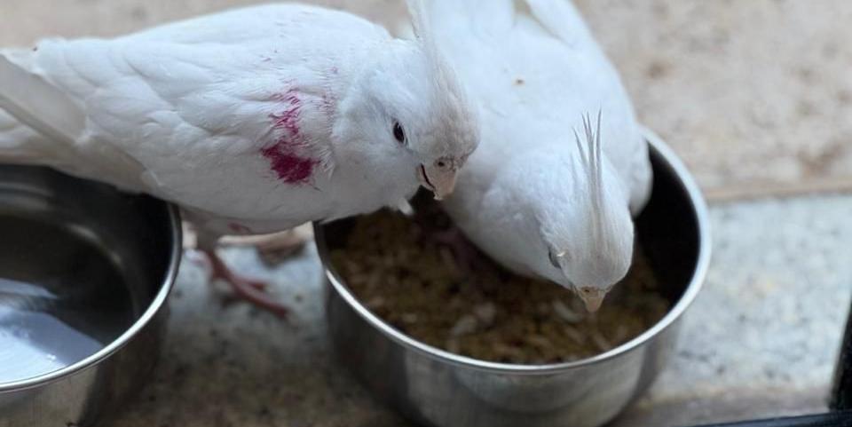 Amora (à esquerda) e Pitanga foram adotadas em novembro do ano passado, pouco tempo depois de nascer (Gabriella Sallit/Arquivo pessoal)