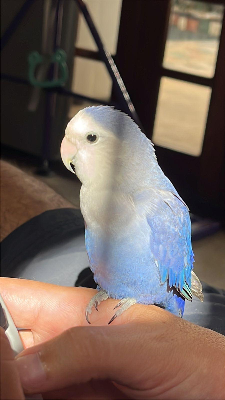 Advogada também busca um dono para Blue, um agapórnis. Antigos tutores não podem mais cuidar dele (Gabriella Sallit/Acervo pessoal)