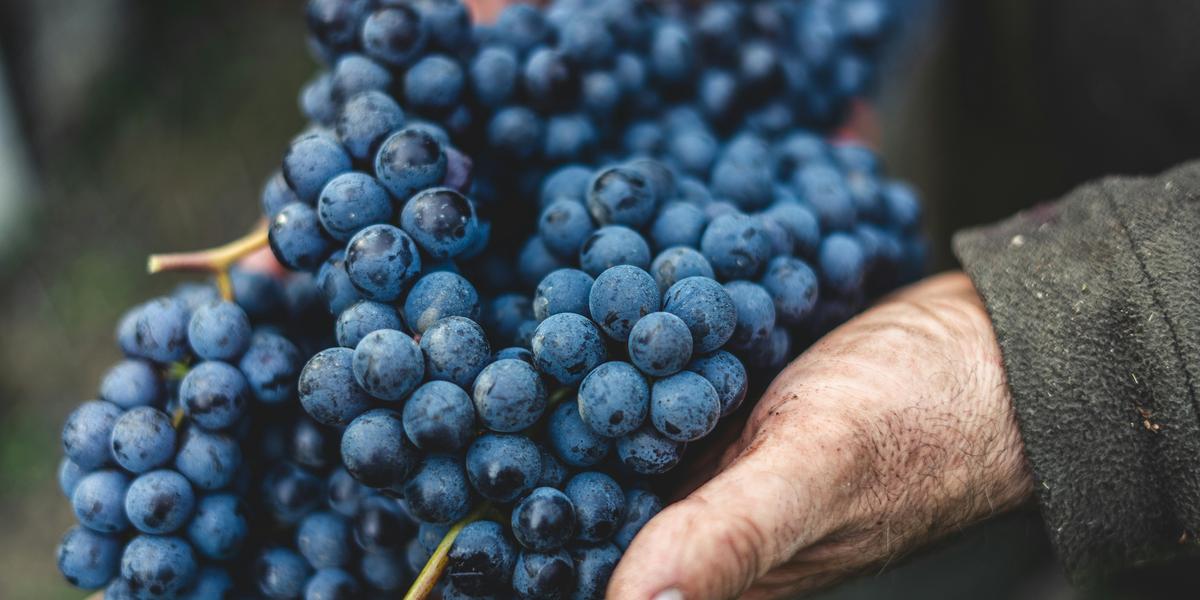 Viticultura no Cerrado é um case de sucesso – não apenas agrícola, mas de empreendedorismo e visão estratégica (Andrea Cairone via Unsplash)