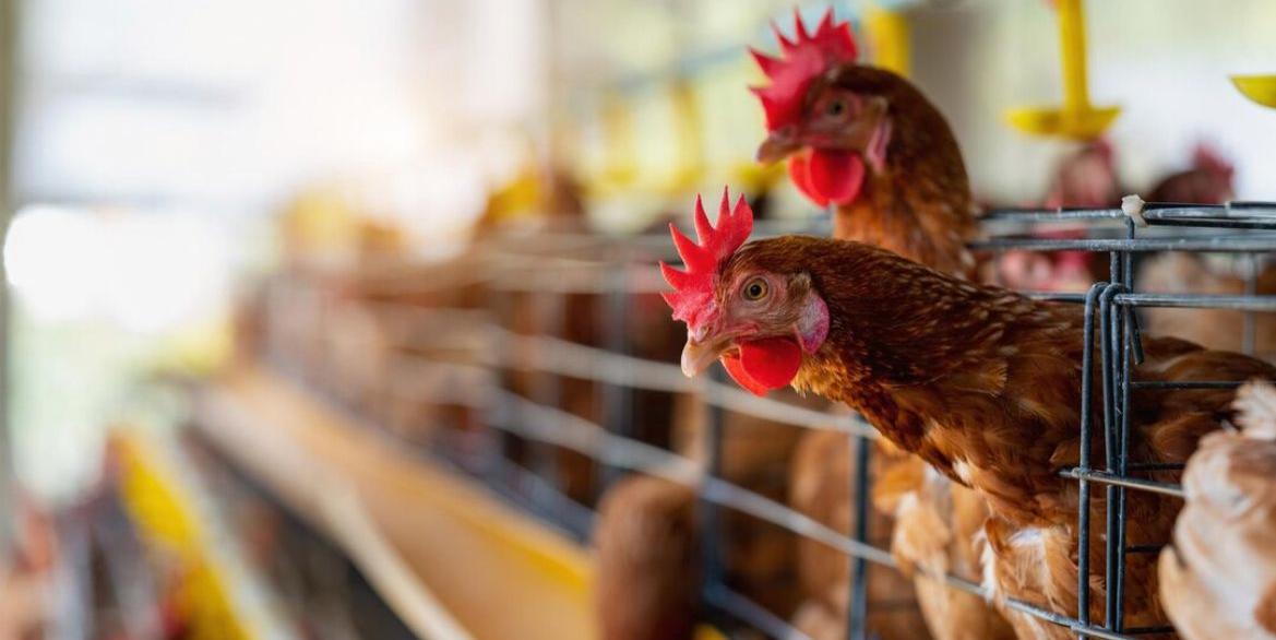 Transmissão ocorre pelo contato com aves doentes e também por meio da água e de materiais contaminados (Freepik)