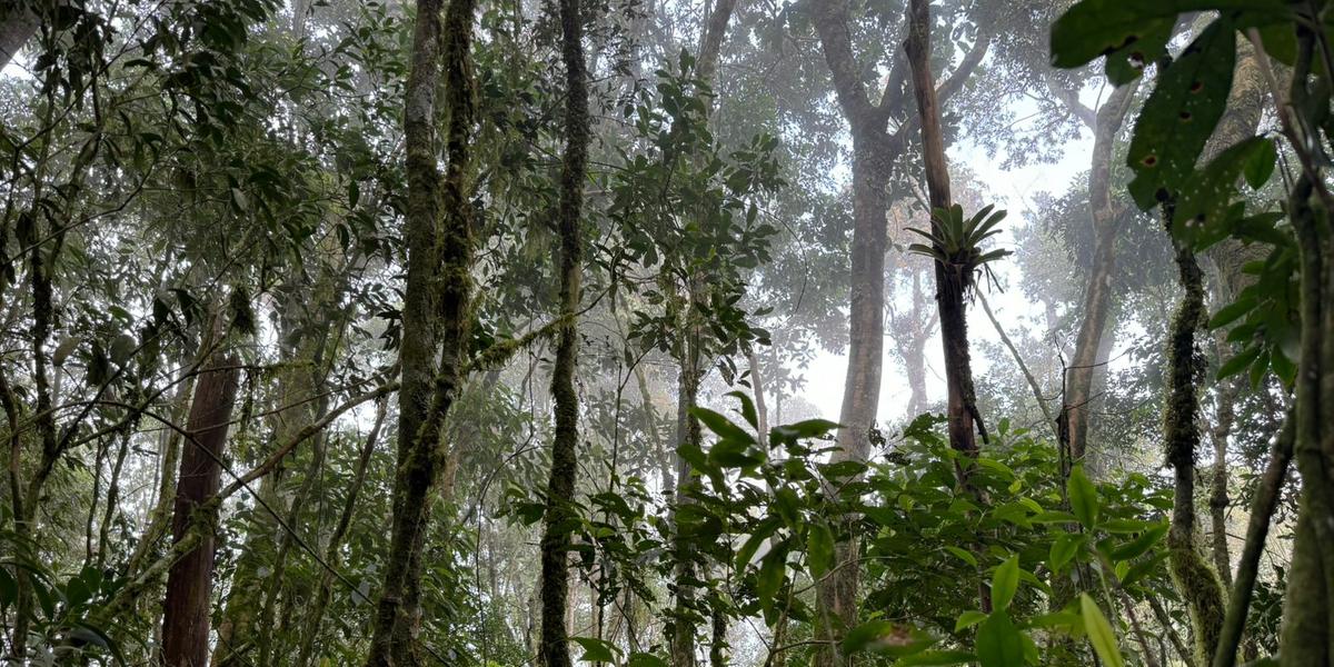 Estudo internacional com a participação da Ufla foi feito a partir de dados colhidos por 40 anos em florestas do continente americano (DIVULGAÇÃO/ UFLA)