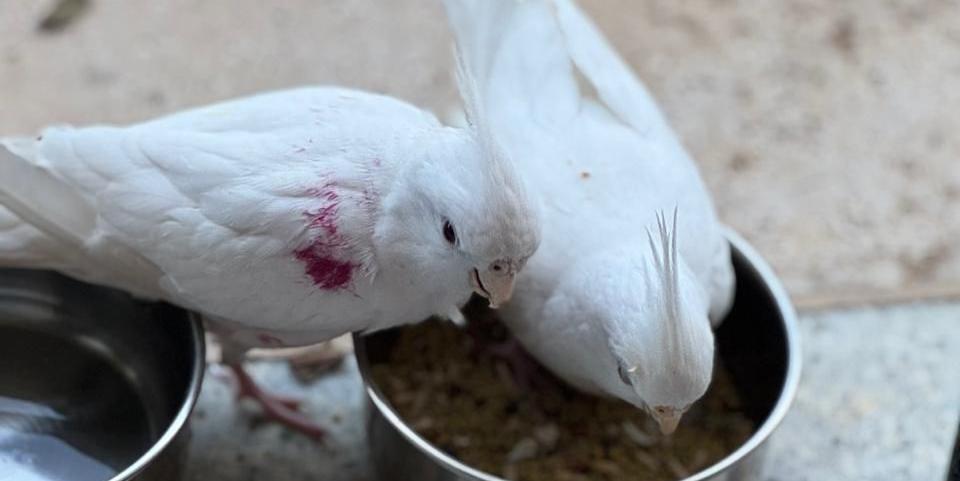 Amora já reencontrou a irmã Pitanga (Divulgação)
